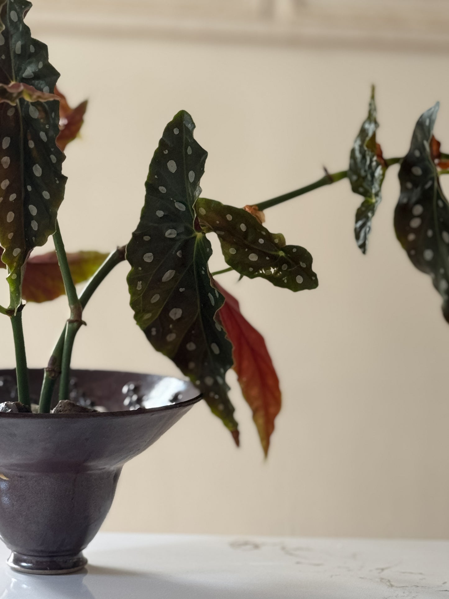 Floral Frogs