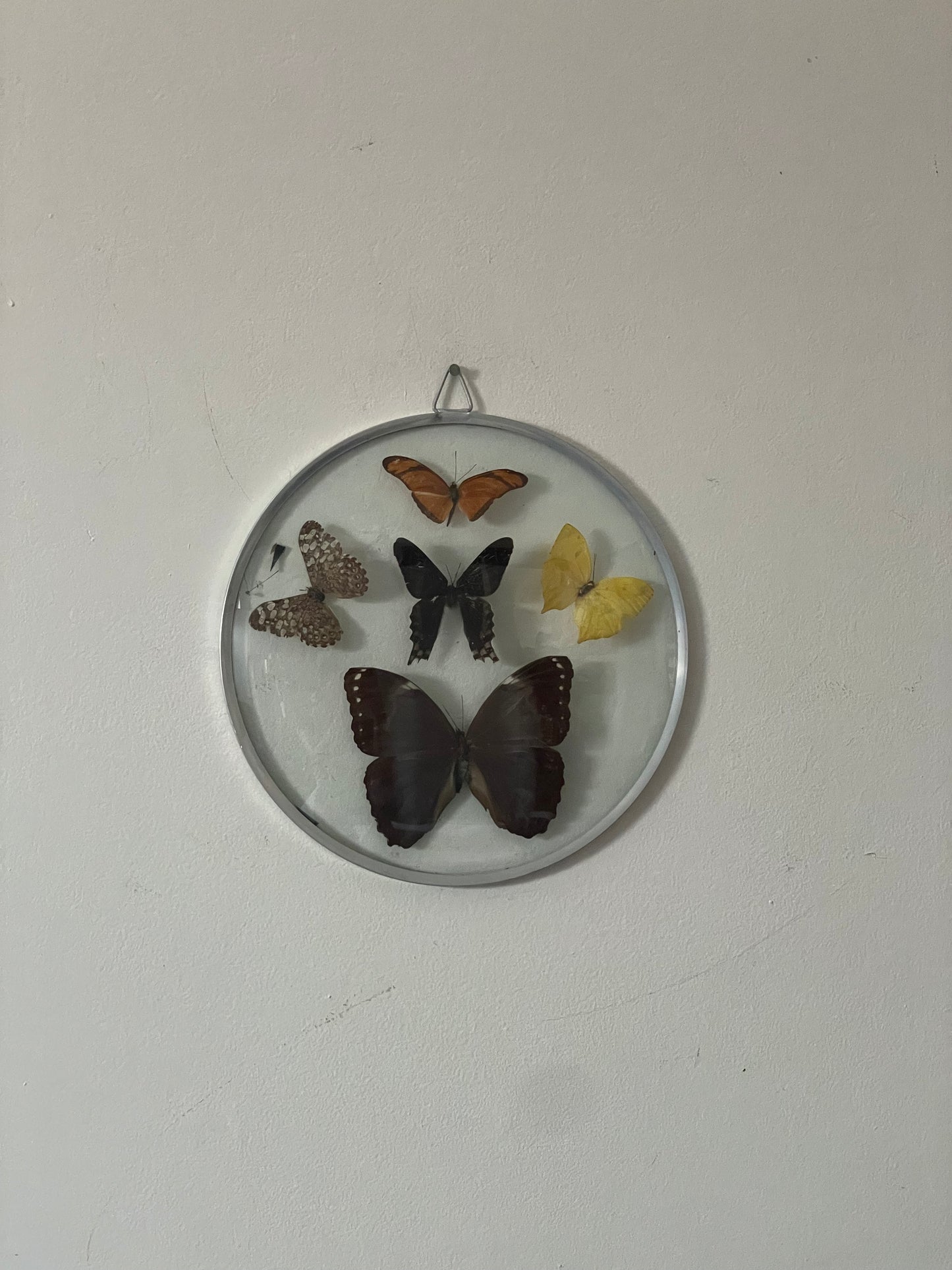 70's Taxidermy Butterflies in Domed Glass Frame