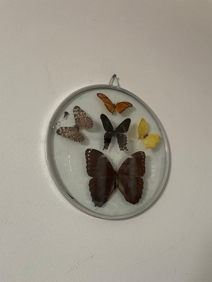 70's Taxidermy Butterflies in Domed Glass Frame