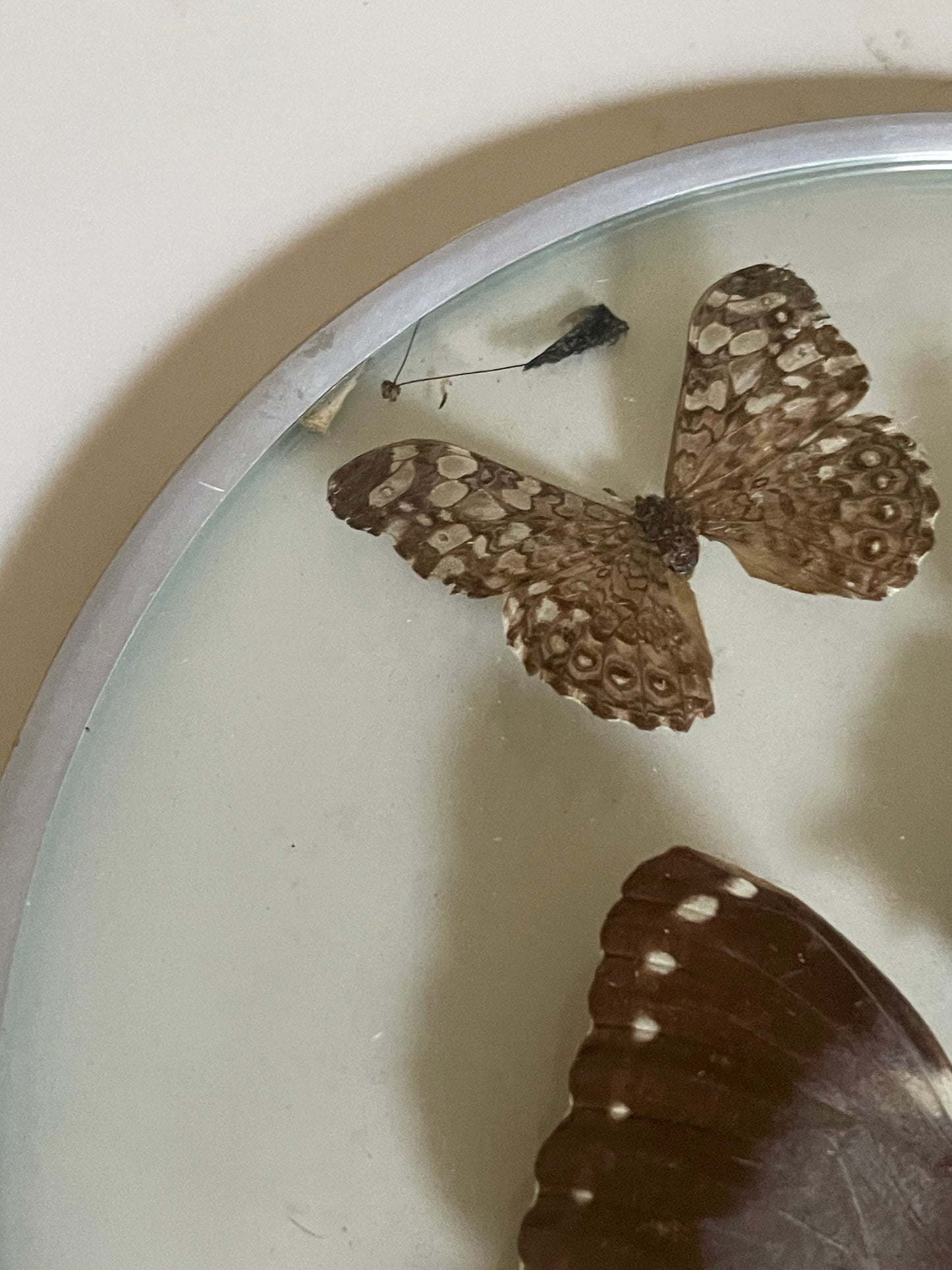 70's Taxidermy Butterflies in Domed Glass Frame