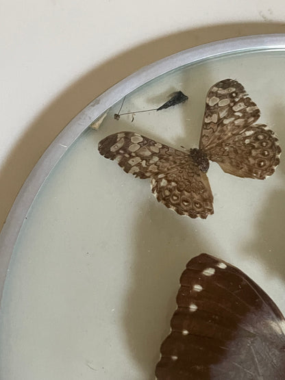 70's Taxidermy Butterflies in Domed Glass Frame