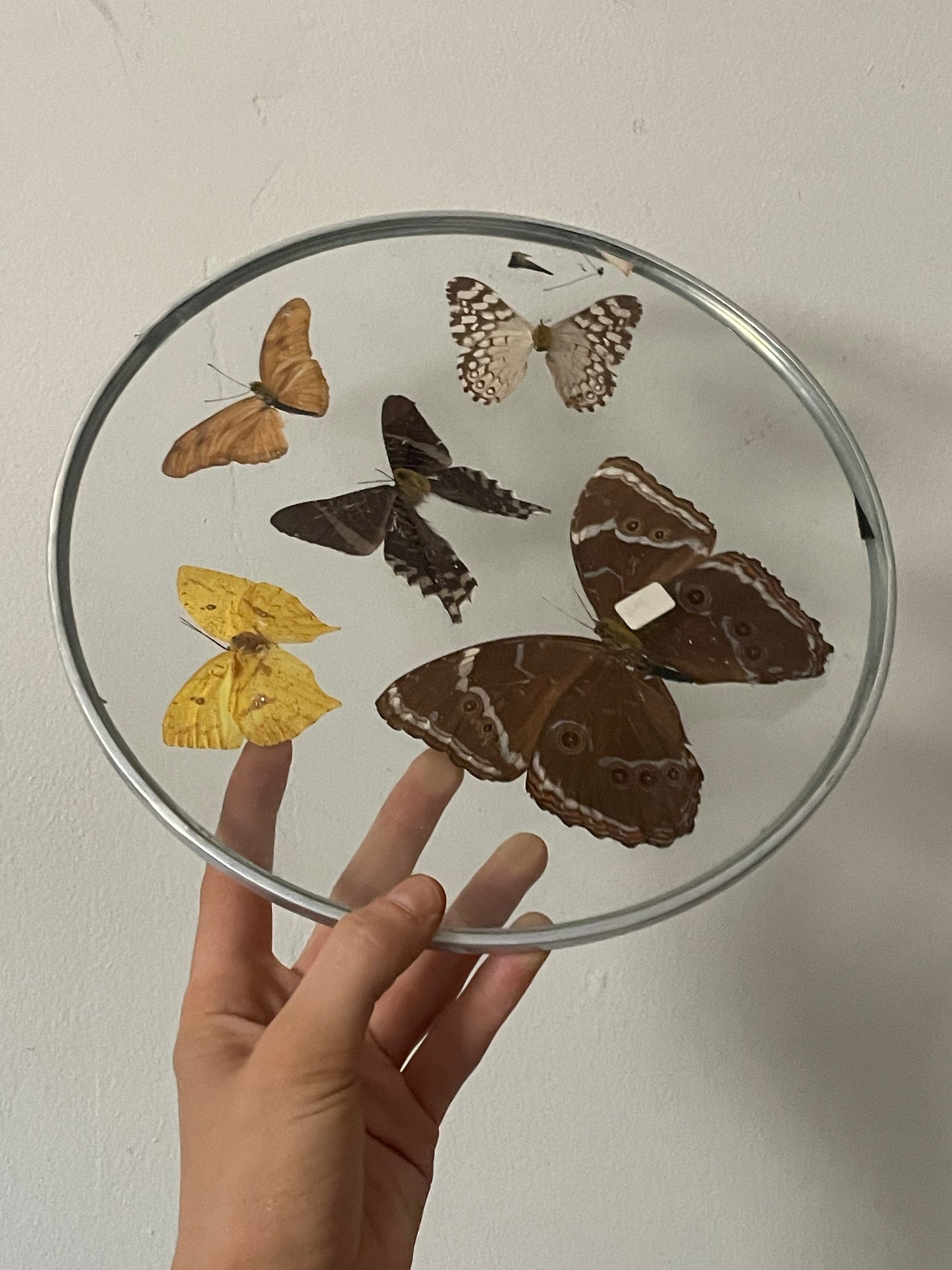 70's Taxidermy Butterflies in Domed Glass Frame