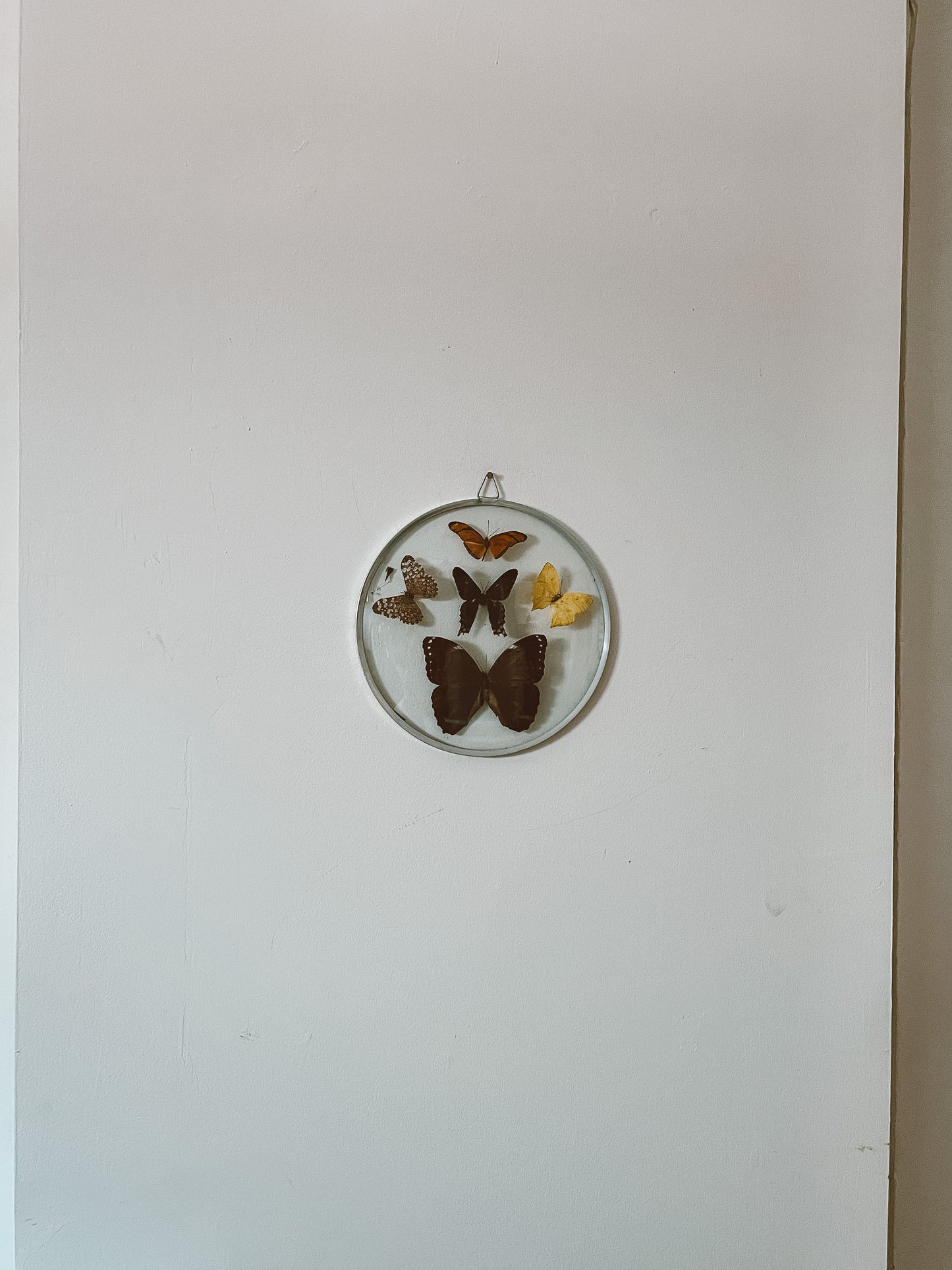 70's Taxidermy Butterflies in Domed Glass Frame