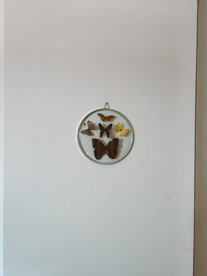 70's Taxidermy Butterflies in Domed Glass Frame