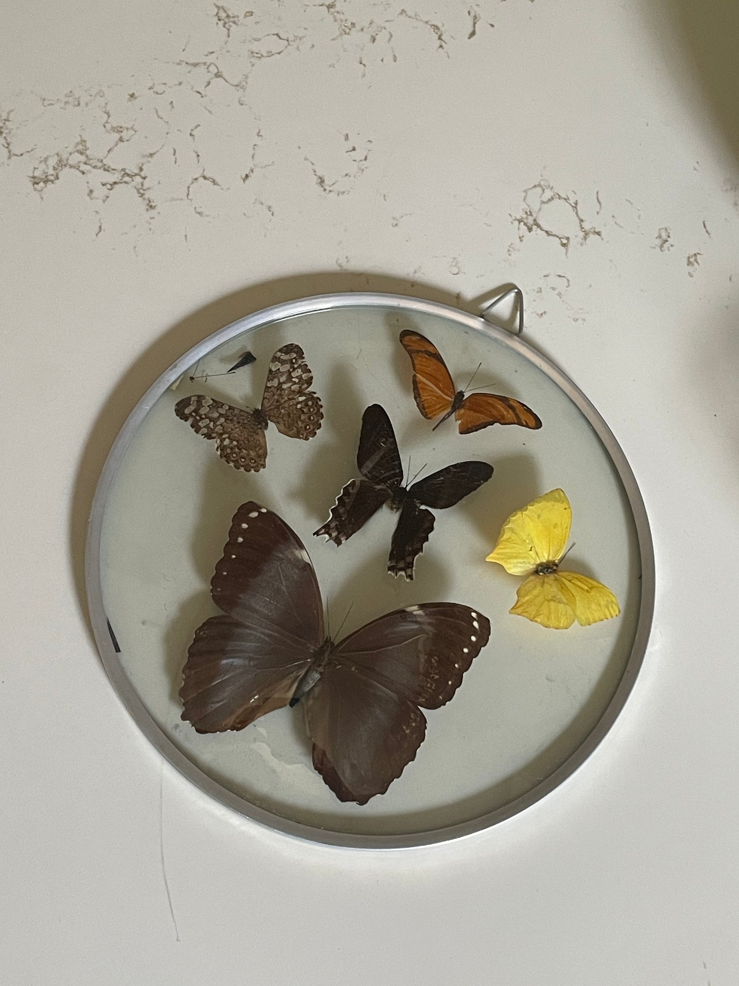 70's Taxidermy Butterflies in Domed Glass Frame