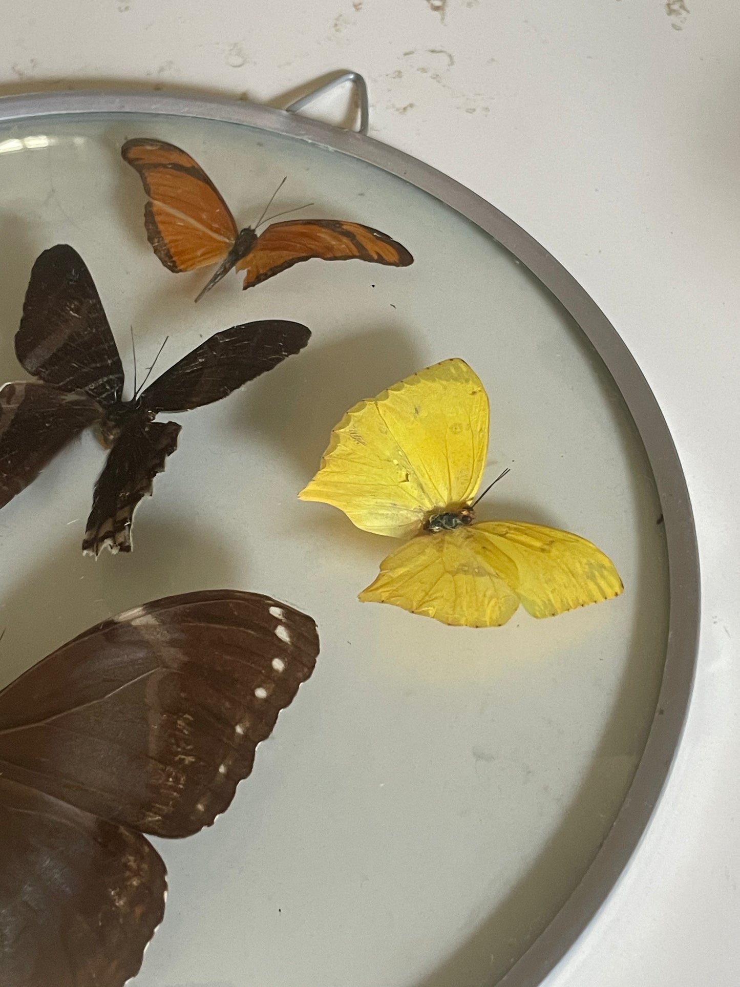 70's Taxidermy Butterflies in Domed Glass Frame