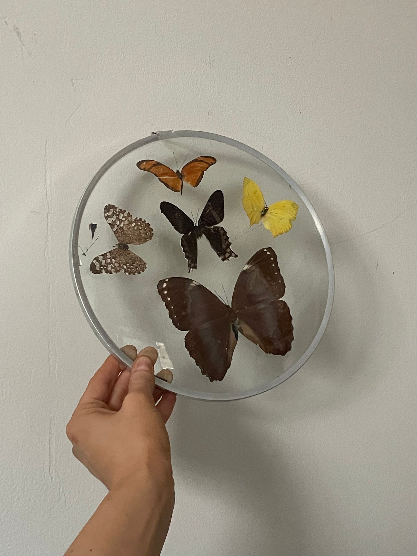 70's Taxidermy Butterflies in Domed Glass Frame