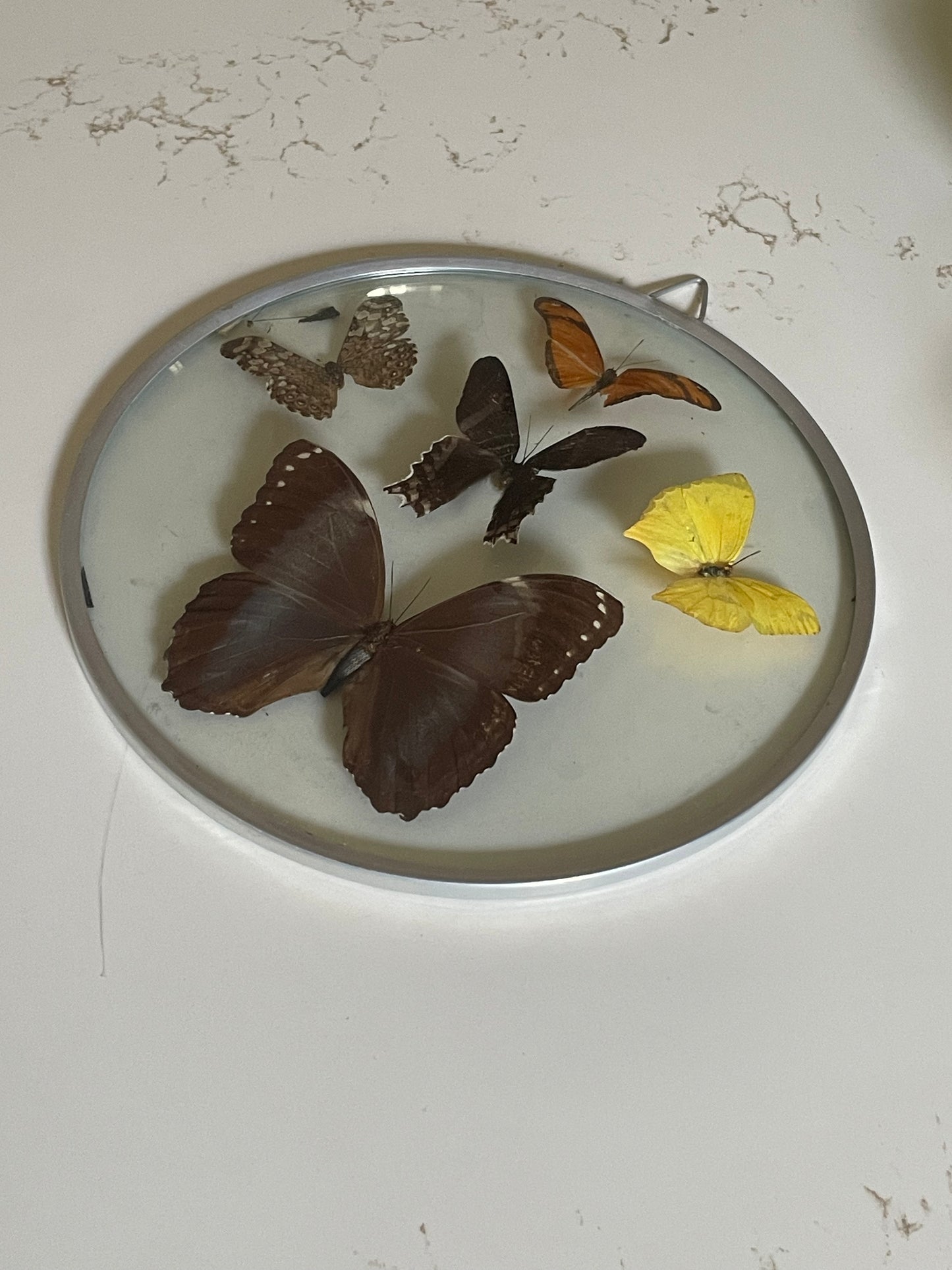 70's Taxidermy Butterflies in Domed Glass Frame